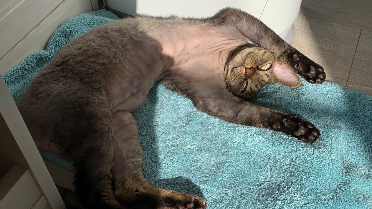 デボンレックス弟が気持ちよさそうに日向ぼっこしています(Devon Rex cat basking in the sun comfortably)