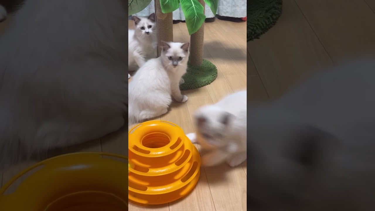 24.01.29 兄弟だから遠慮無し！子猫の成長記録 #shorts #ねこ #ラグドール#cat