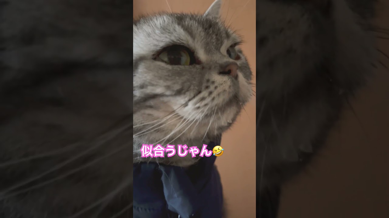 寒そうだから購入 #猫 #cat #アメリカンショートヘア #アメショ #shorts #猫動画