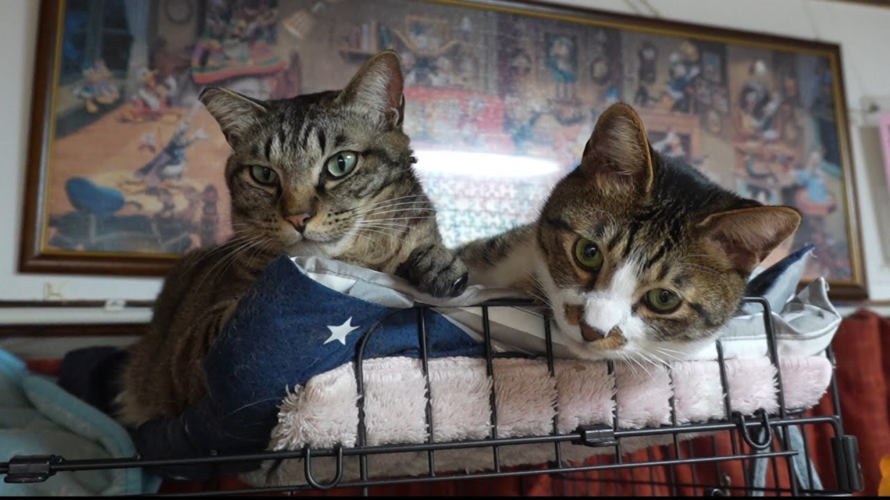 今日も弟猫に舐められまくりな兄猫☆あきらめの表情【リキちゃんねる　猫動画】 キジトラ 猫のいる暮らし
