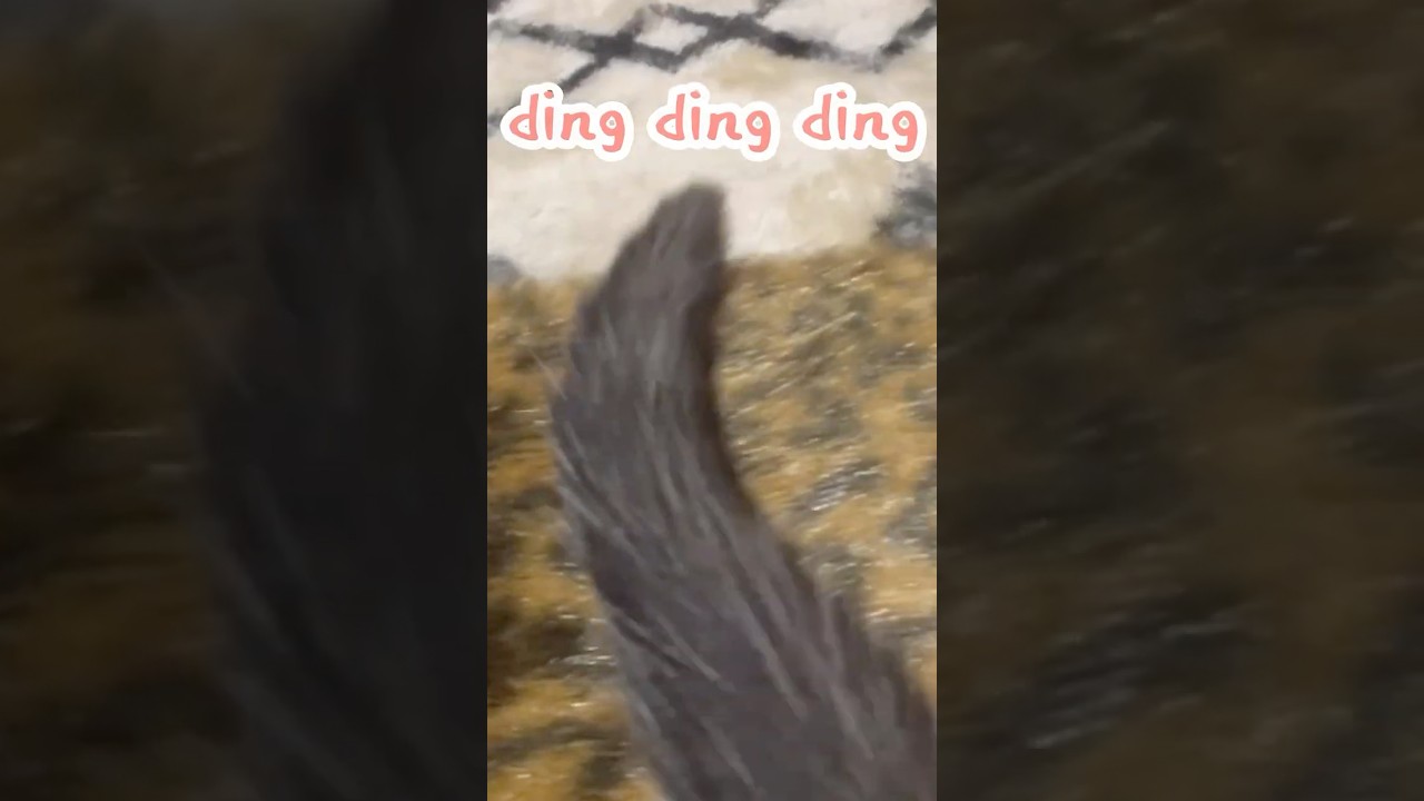 KHÔNG SAO CẢ、ミルねーさん＃shorts＃ねこ＃保護猫＃ミルねーさん#保護猫 #ねこ ＃ミルねーさん＃cat or
