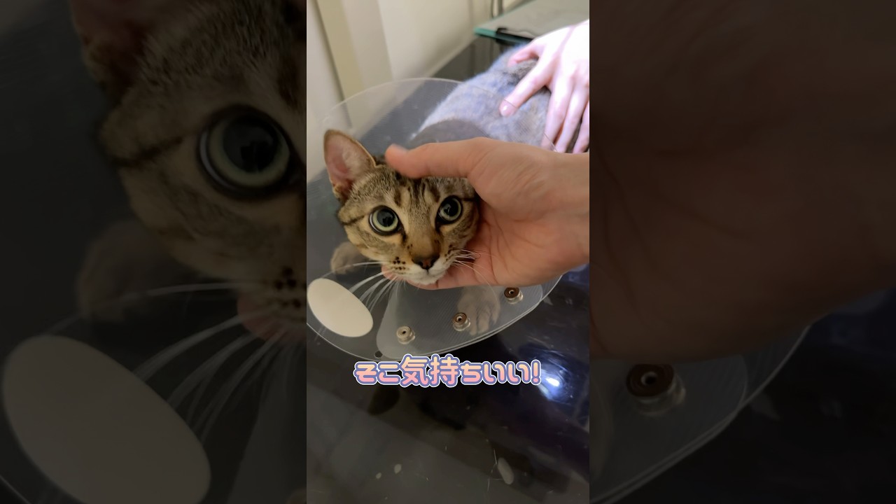 レントゲン中撫でられて気持ちよさそうなオシキャット