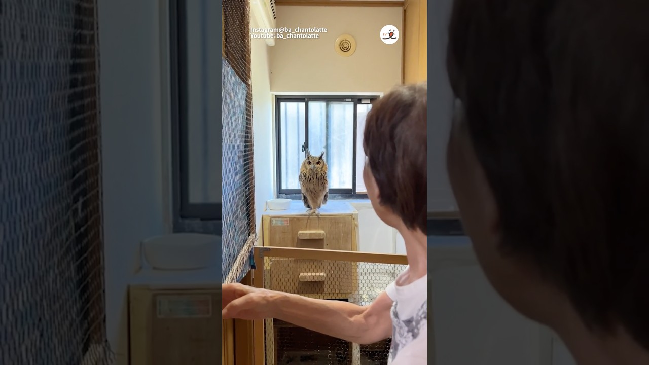 扉を開けたら…｜PECO #ベンガルワシミミズク #フクロウ#鳥 #owl #bird