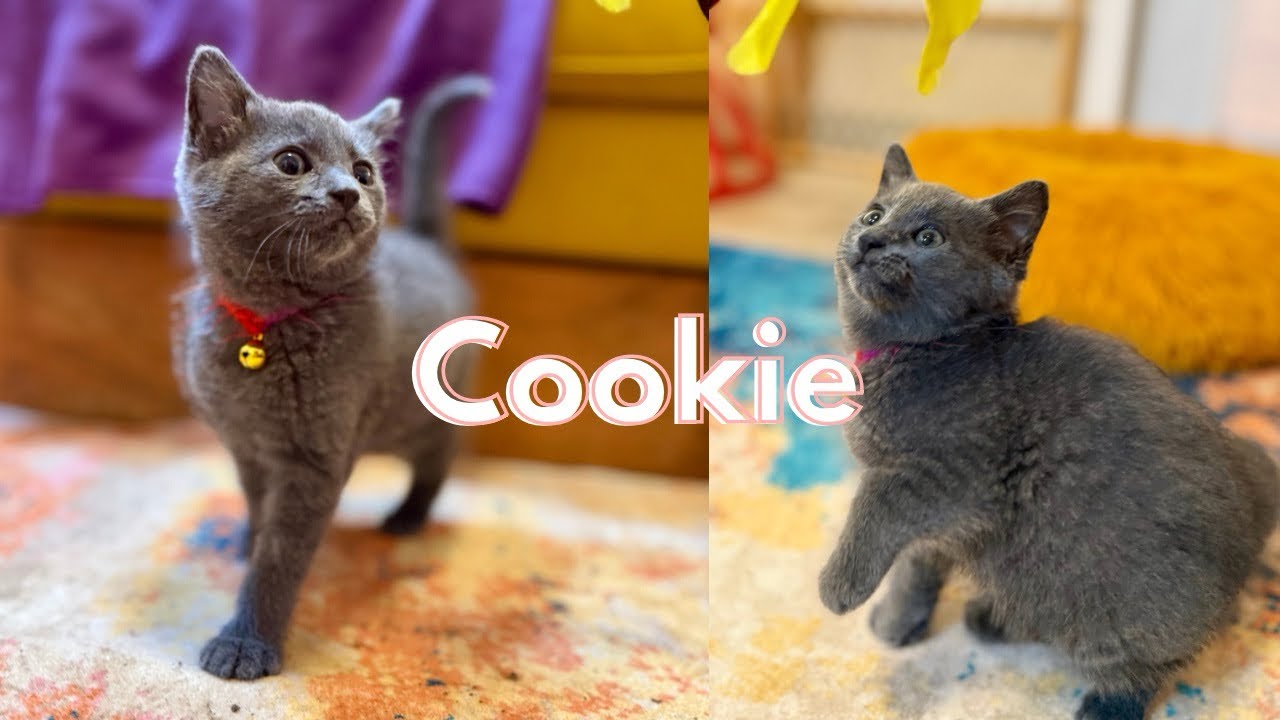Cookie, The Russian Blue Kitten!