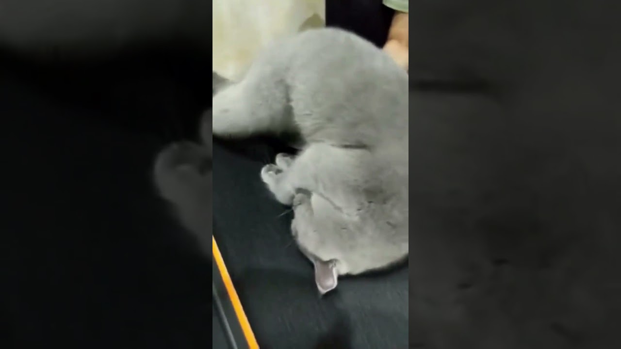 "You Won’t Believe What This Cat Did! 😂🐱 Watch Till the End!" #petlovers