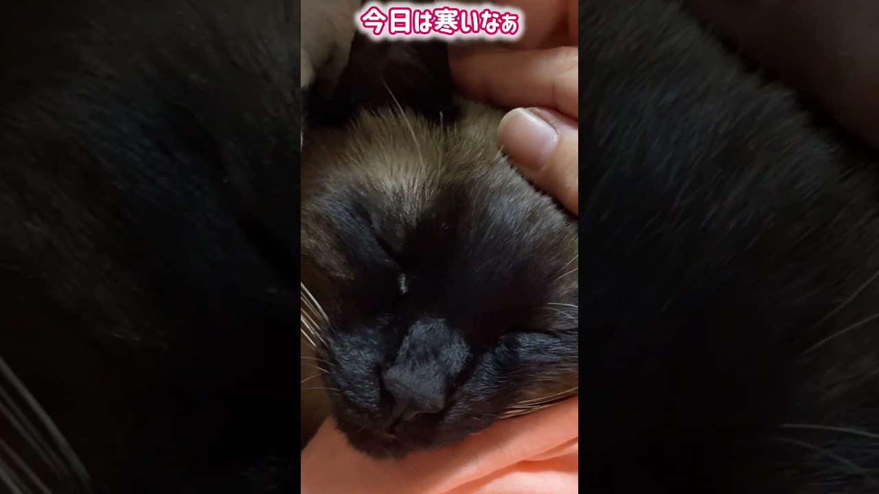 シャム猫ムーン🌙チャンネル・今日は眠たい ＃しゃむねこ ＃ショート ＃siamese