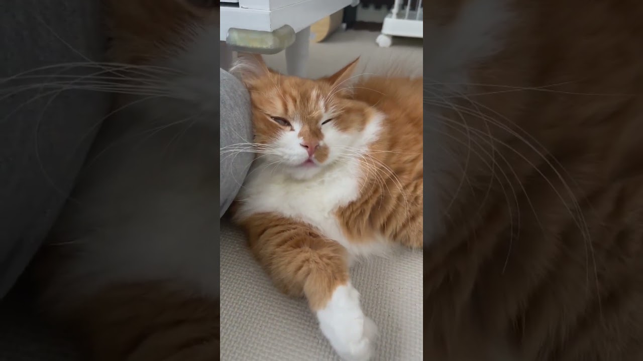 飼い主の膝を枕にする猫. A cat that uses its owner's lap as a pillow. #shorts