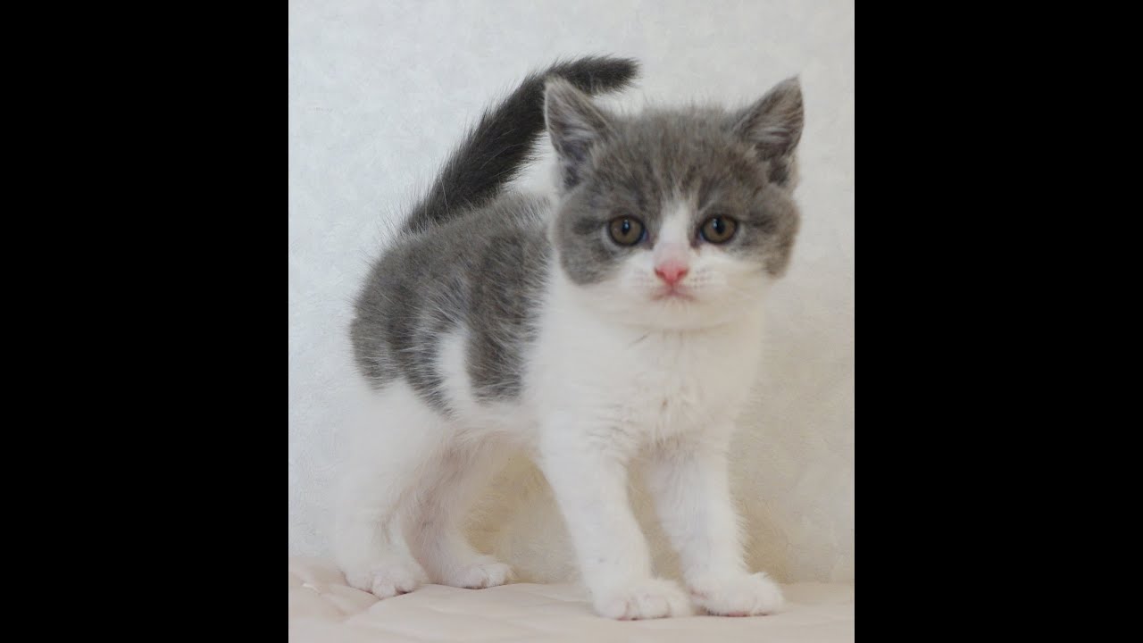 ブリティッシュショートヘアー子猫　British Shorthair　2024.12.12産まれ　ブルー＆ホワイト　男の子　シーダキャット猫のお店
