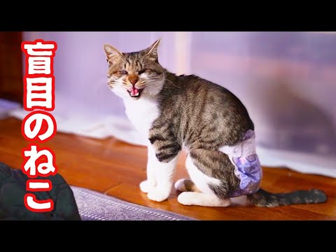 父ちゃんが帰ってきたらお迎えする目の不自由なねこ