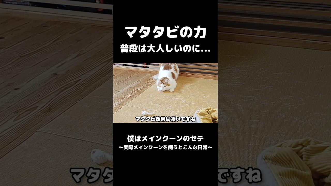 猫にマタタビををやると... #メインクーン #猫のいる暮らし  #mainecoon #cat