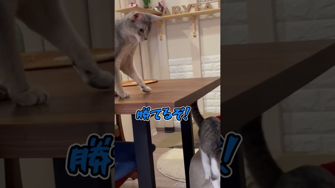ニャン斗の拳7 #shorts #猫 #アビシニアン