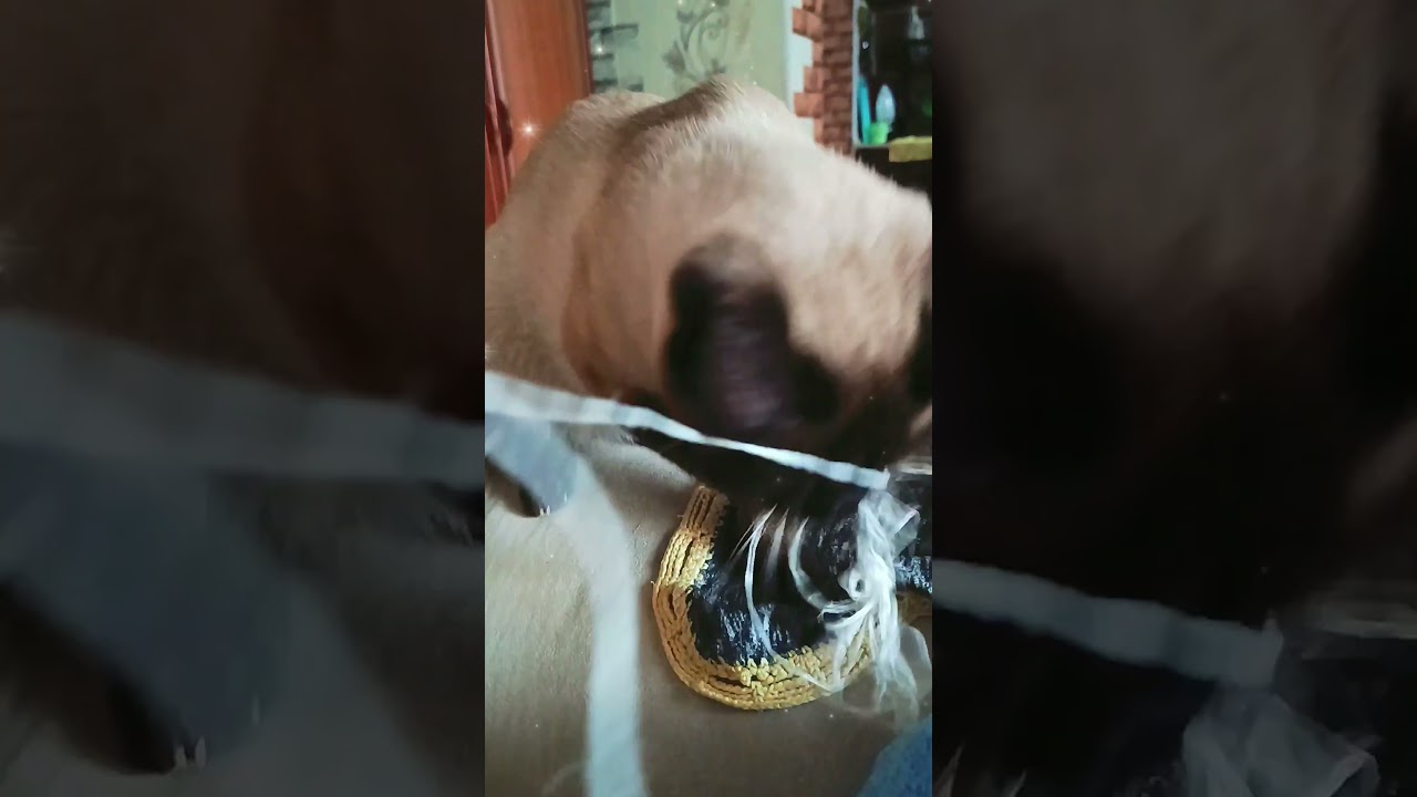 Семе сегодня 10 месяцев 🥰🥰🥰 #cat #dog #кот #собака #cutebaby