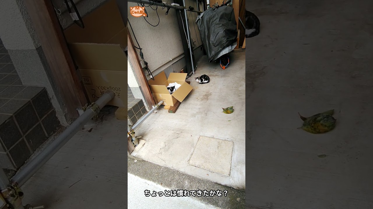 【捕獲作戦】箱の主になった子猫 #毎日我が家に来る野良猫