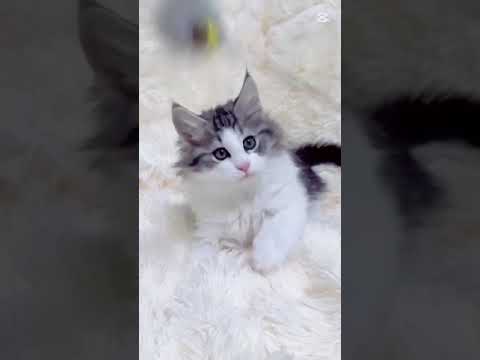 ノルウェージャンフォレストキャット 甘えんぼのイケメンな男の子^ ^♡　ブラックシルバークラシックタビー&ホワイト