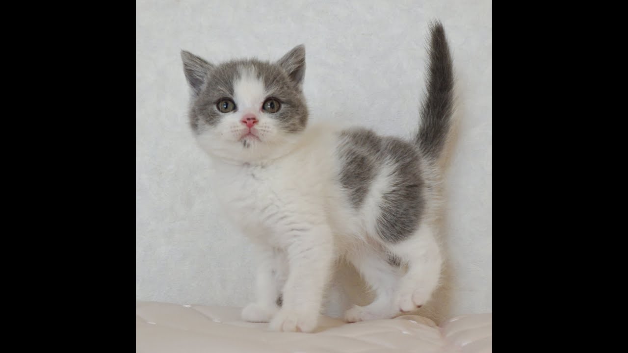ブリティッシュショートヘアー子猫　British Shorthair　2024.12.12産まれ　ブルー＆ホワイト　男の子　シーダキャット猫のお店