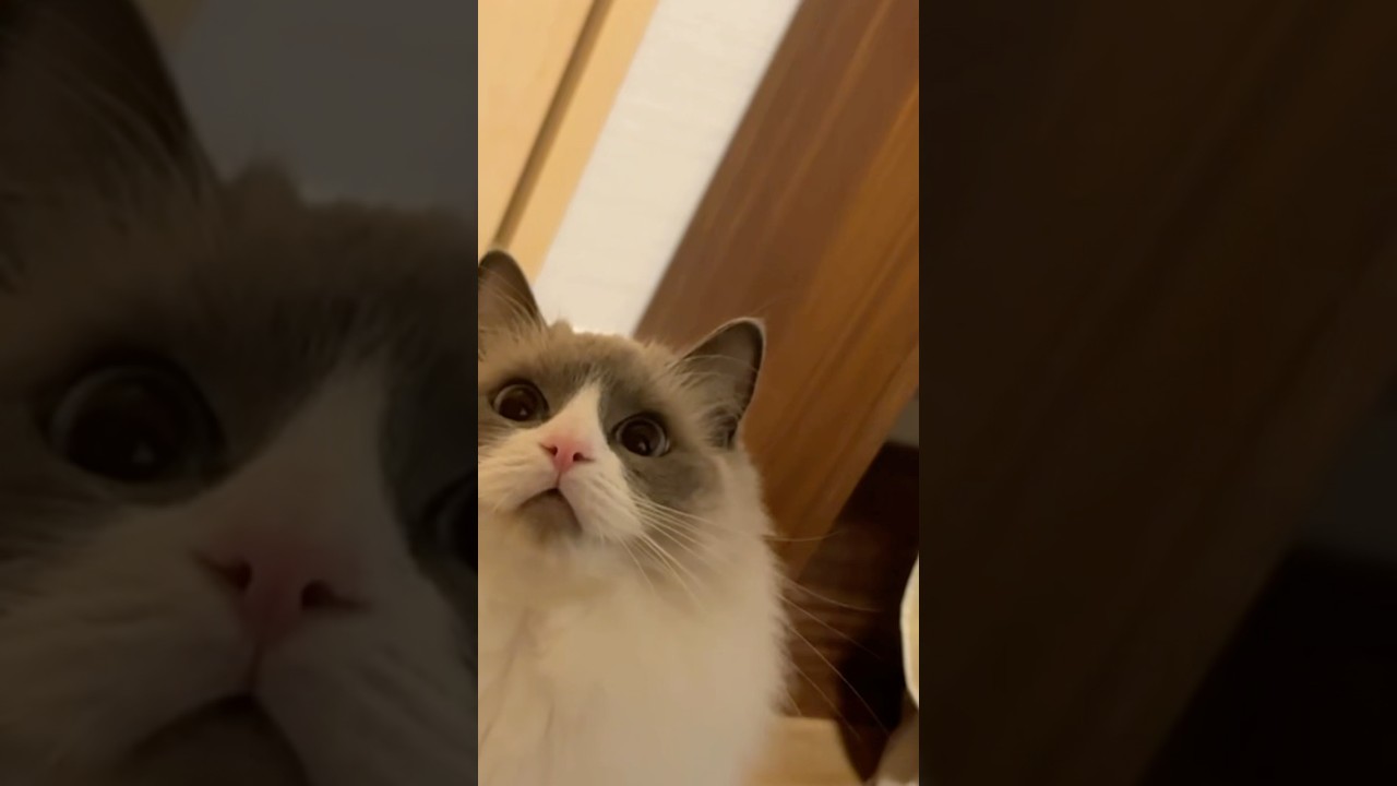 撫でられ待ち…？　#funny #pets #cat #猫 #ベル #ラグドール #shorts