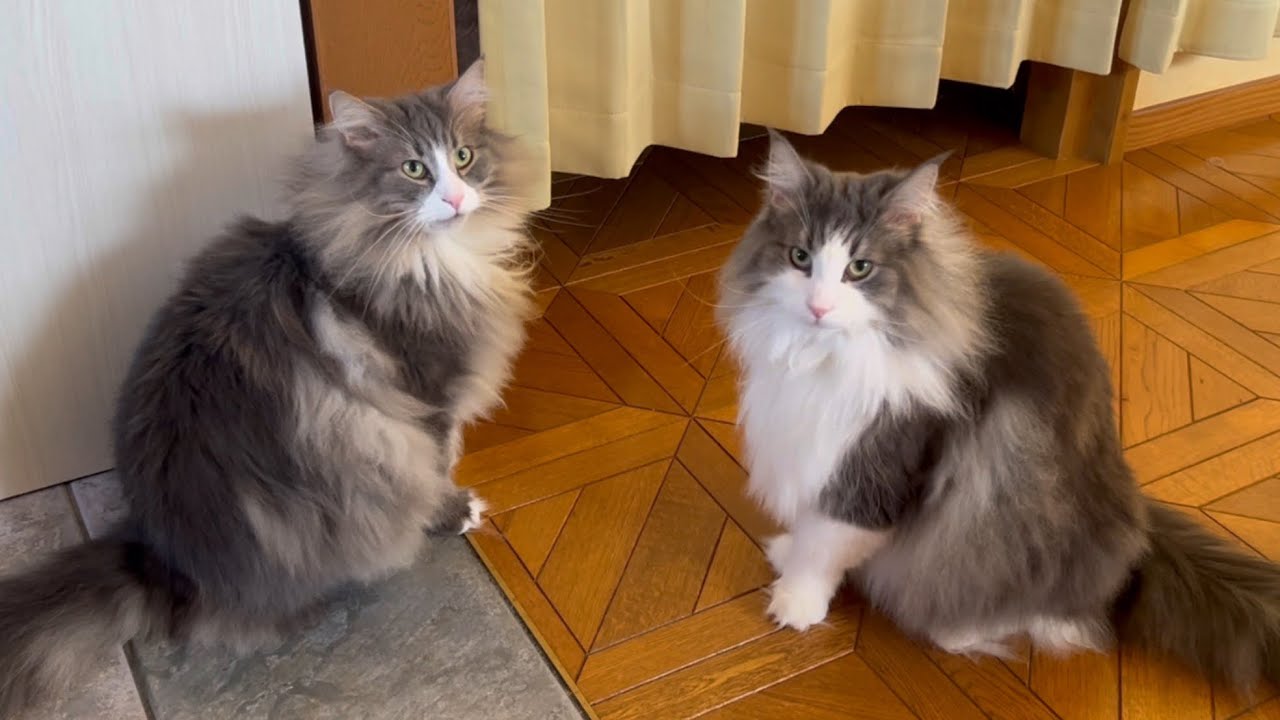 【かわいい❤️】バトルの仕方までそっくりな、仲良し兄弟ノルウェージャンフォレストキャット♡