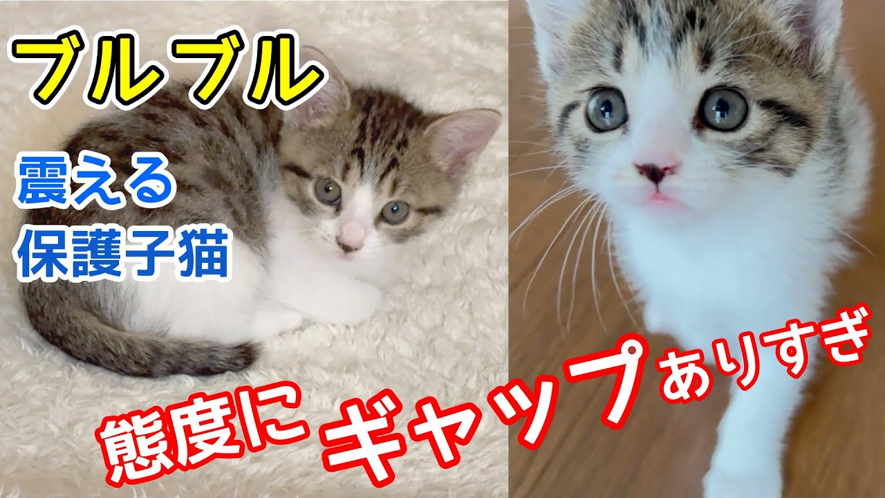態度にギャップがあり過ぎる2ヶ月の保護子猫 病院でブルブル震える姿が意外だった！