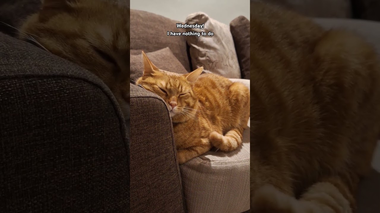 I have nothing to do!😎 #viralvideo #cat #shorts #fyp #fypシ゚ #trending #trendingshorts