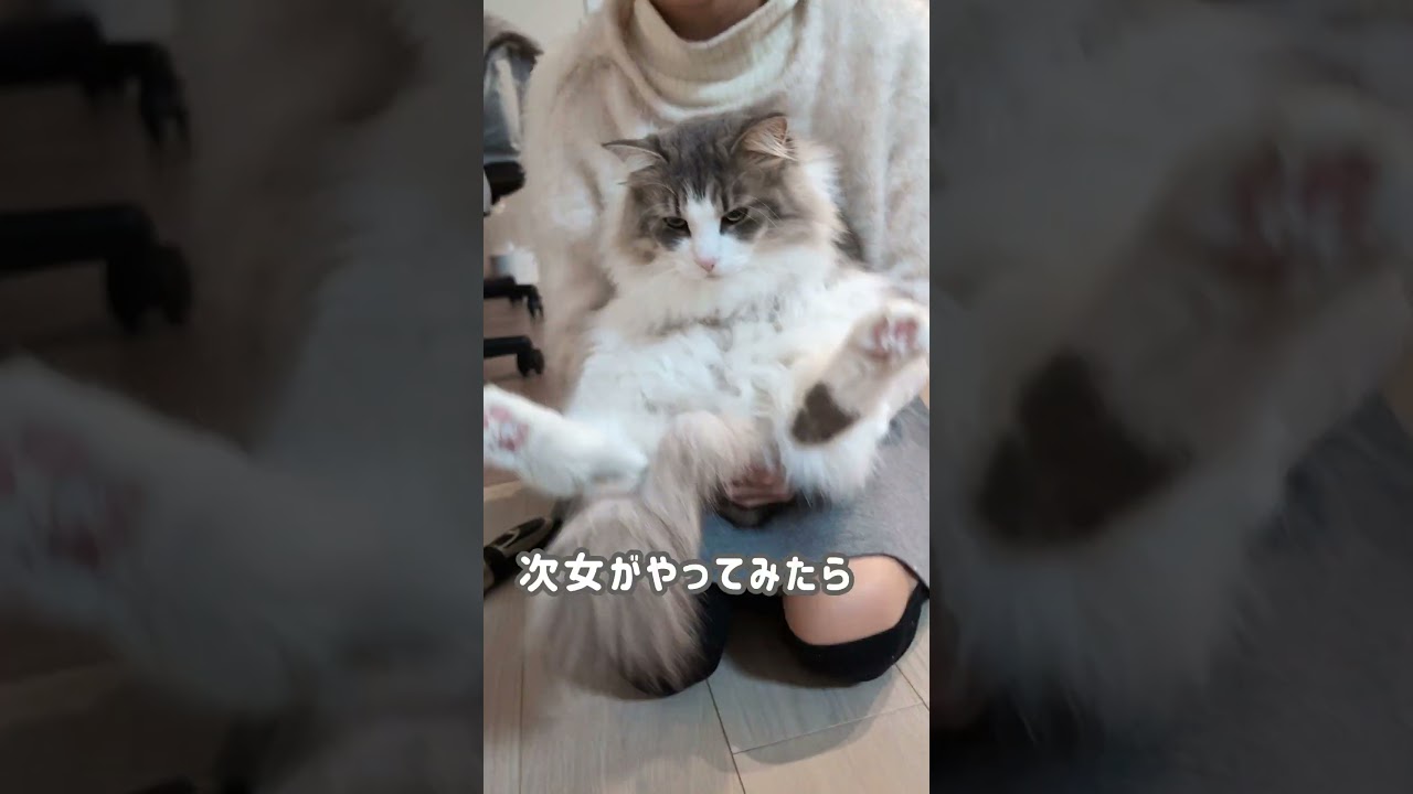 毛玉カット。人で態度が変わる猫【ノルウェージャンフォレストキャット】＃Shorts