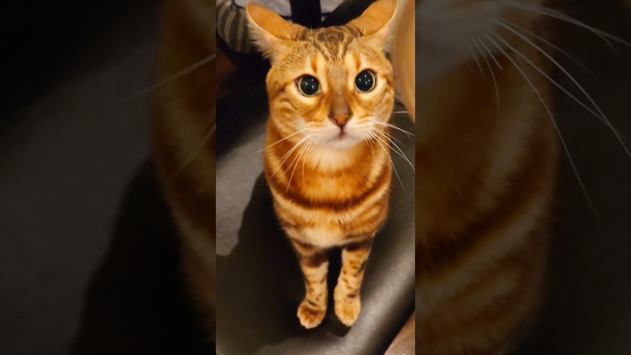 首を傾げながら、とりあえず遊ぶ姿がかわいい💞【うりくん】君の目は宝石だな🌟#youtube #多頭飼育 #shorts #かわいい仕草#飼う #ベンガル #cat #猫のいる暮らし #猫のいる生活