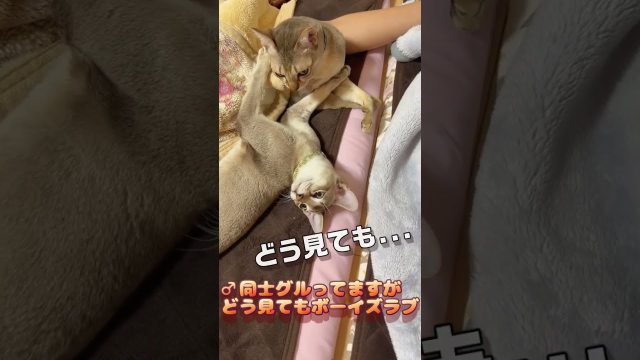 ボーイズラブな♂２匹 #shorts #cat #シンガプーラ #chat #cute #relax #猫 #ボーイズラブ #kucing #bl