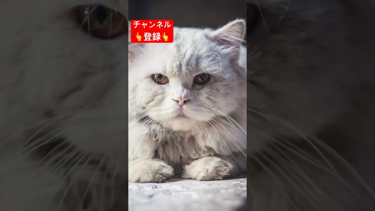 オス猫だけが見せる性格3選 #shorts #雑学 #豆知識 #猫 #猫好き #cat #猫動画