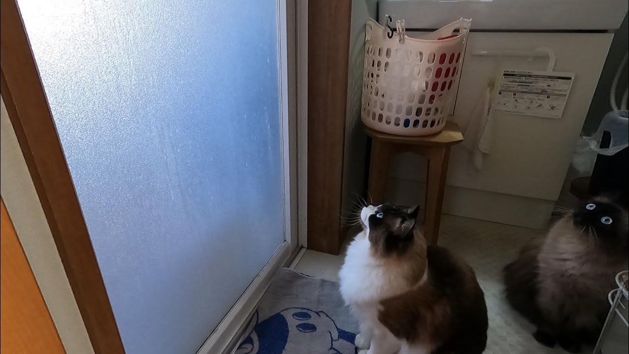 寒くてもお風呂掃除は欠かせないらん丸です。　#グリンとグランの陽だまり日記　#猫