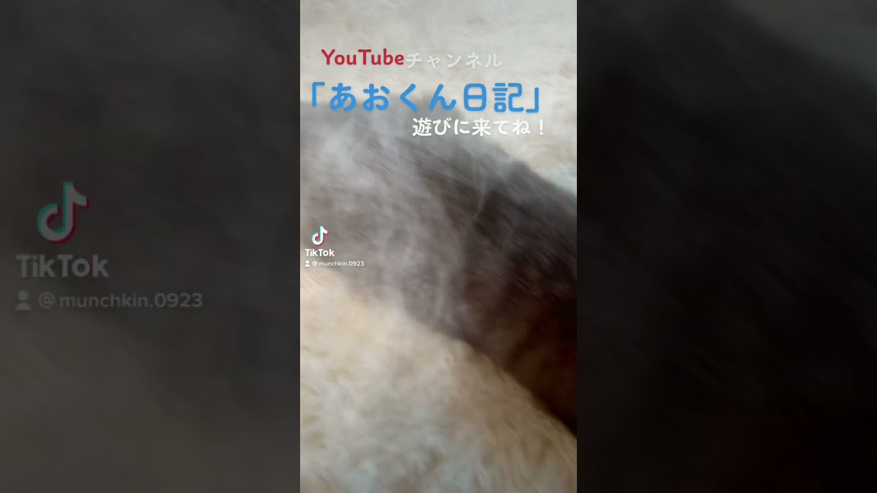 これ何　4段