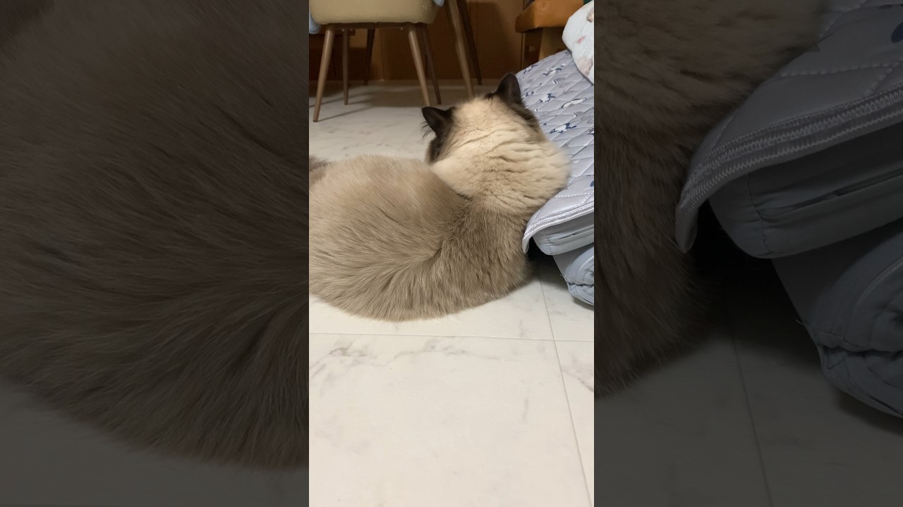 ちょうどいいところ見つけたげんたくん #猫 #ヒマラヤン #猫のいる生活 #猫のいる暮らし #shorts