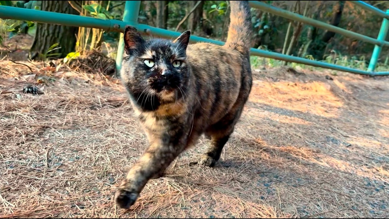 撫でて貰うのが楽しみな森のサビ猫ちゃん手を見ながら付いて来た