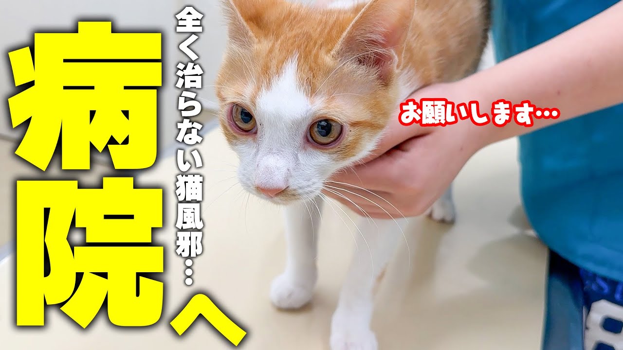 なかなか猫風邪の治らない子猫を病院へ連れて行ったら予想外の体の変化が起こっていました。