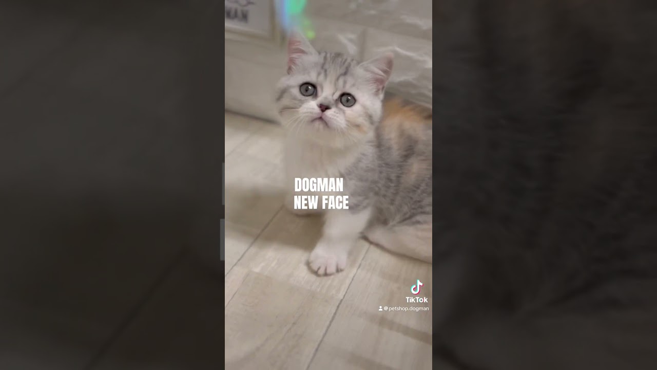 可愛いマンチカンの子猫