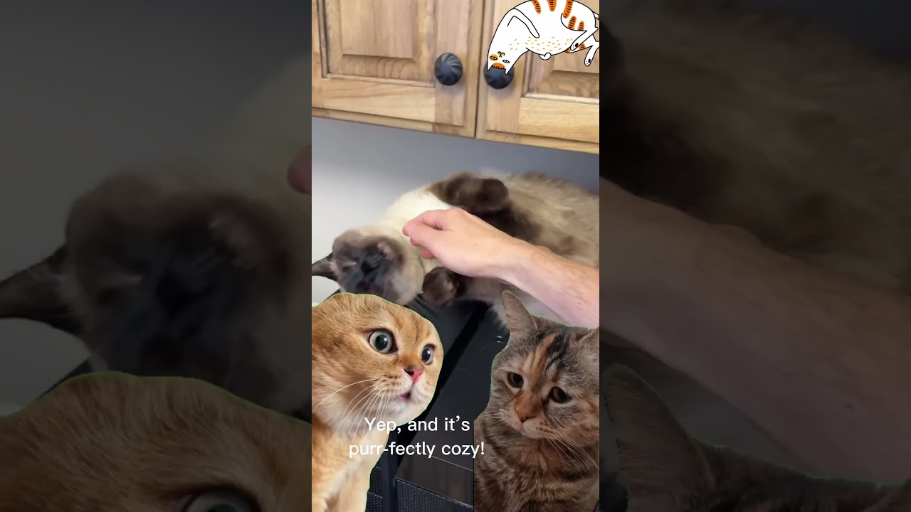 This Siamese Cat Just Found the Ultimate Heating Hack! 🔥😹 #funnycats #catmemes