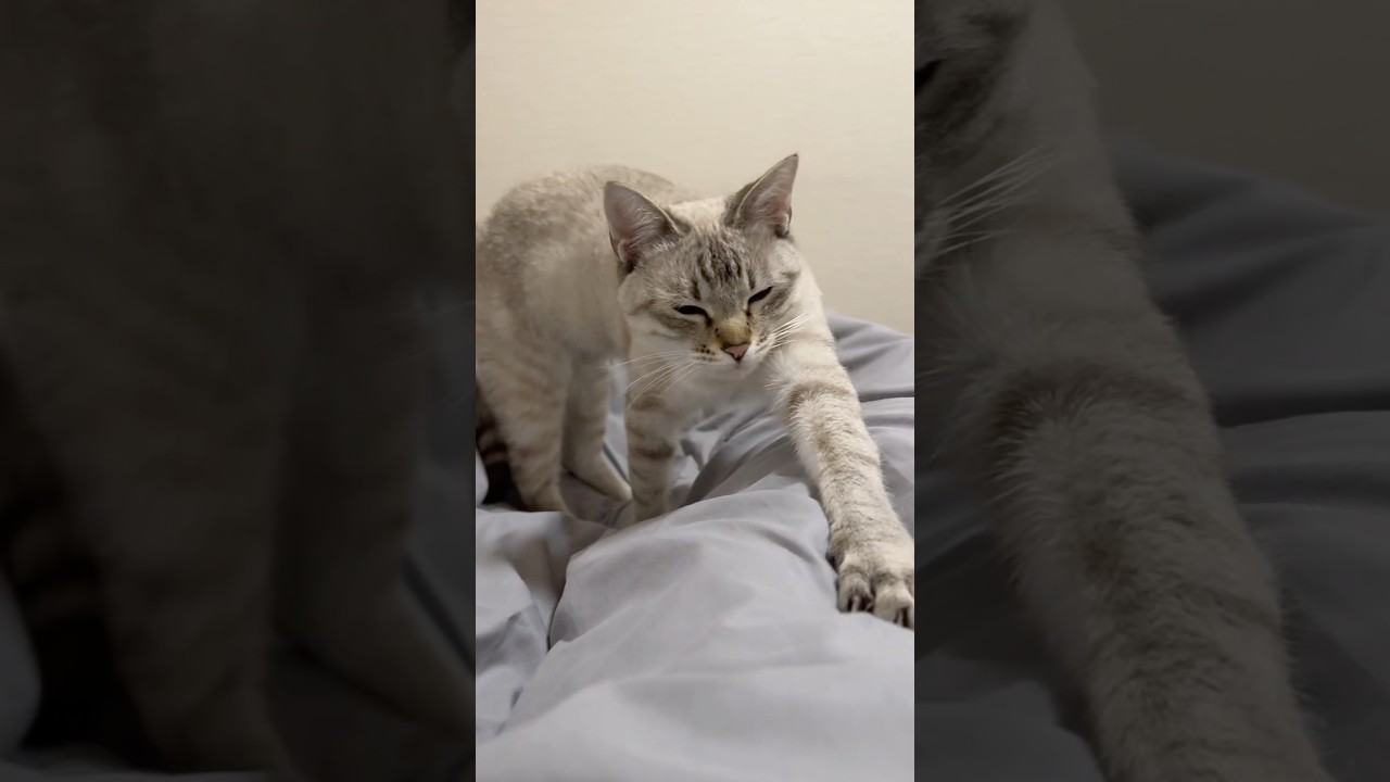 寝起きの、のびぃーが可愛すぎる！！　#シャムトラ #元保護猫 #シャムミックス  #cat #猫耳 #kitten  #猫耳 #siamesemix