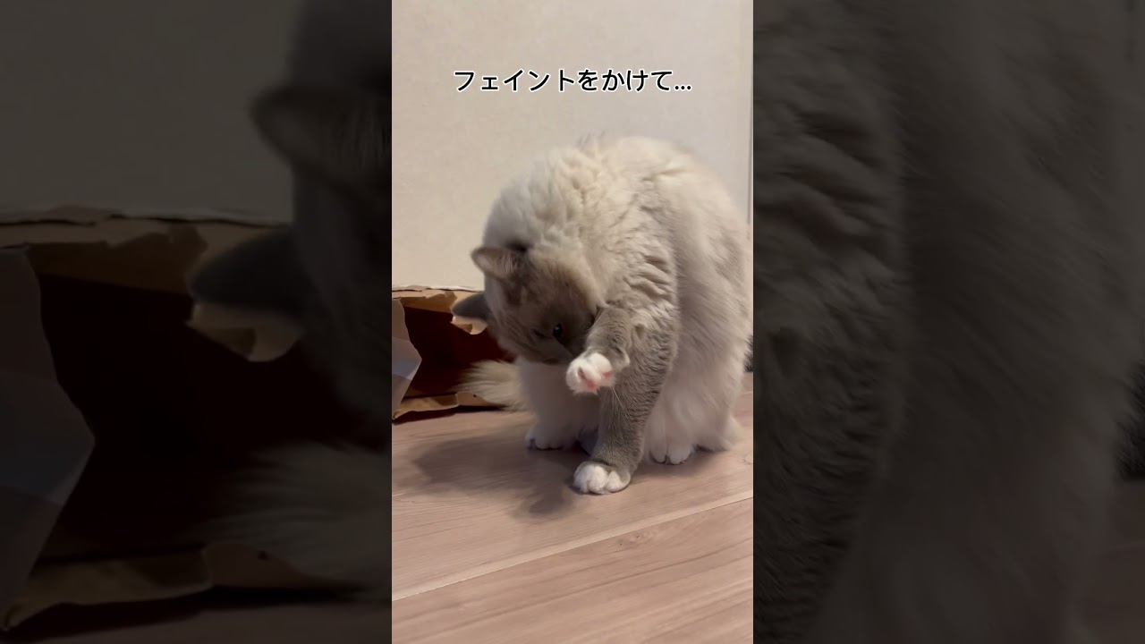 【遊ぶ猫】#ラグドール #猫 #cat #고양이 #ragdollcat  #猫動画 #癒し #ねこ動画  #shorts  #おもしろ動画  #かわいい猫 #cats #cutecat #ねこ