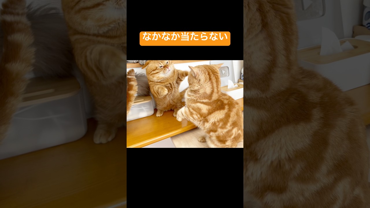 マンチカンのパンチはなかなか当たらない #猫 #マンチカン #shorts