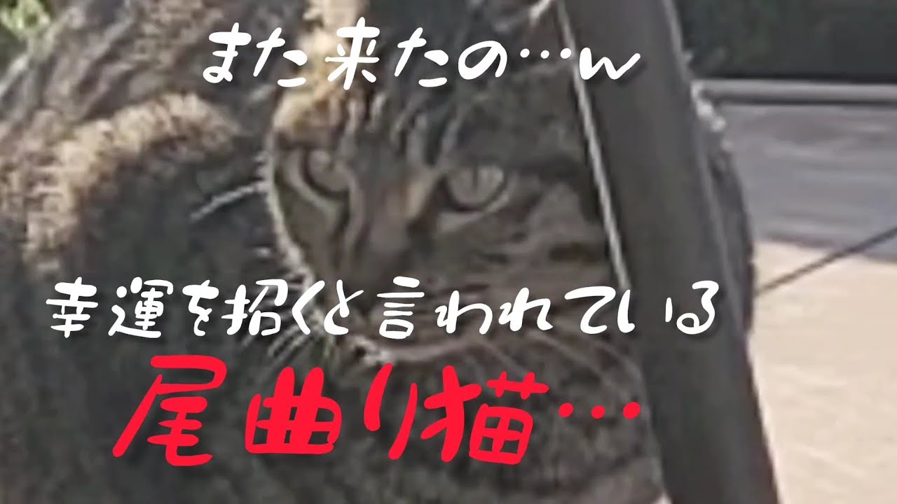 尾曲り猫「今日も来た！！」毎朝、楽しみです🤭