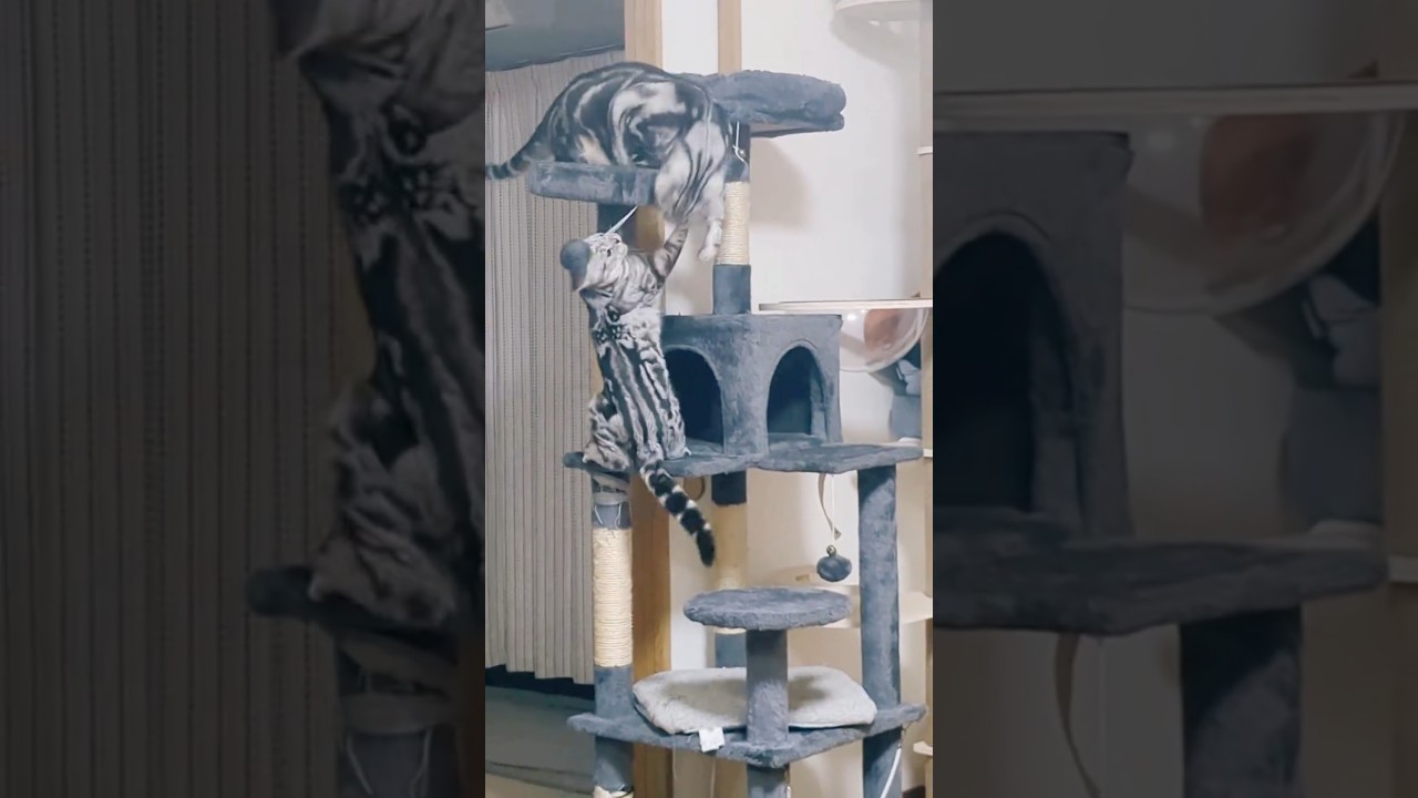 アメリカンショートヘア同士の激しい遊び😸 #アメショ #アメリカンショーヘア #猫 #cat #猫のいる暮らし #catlover