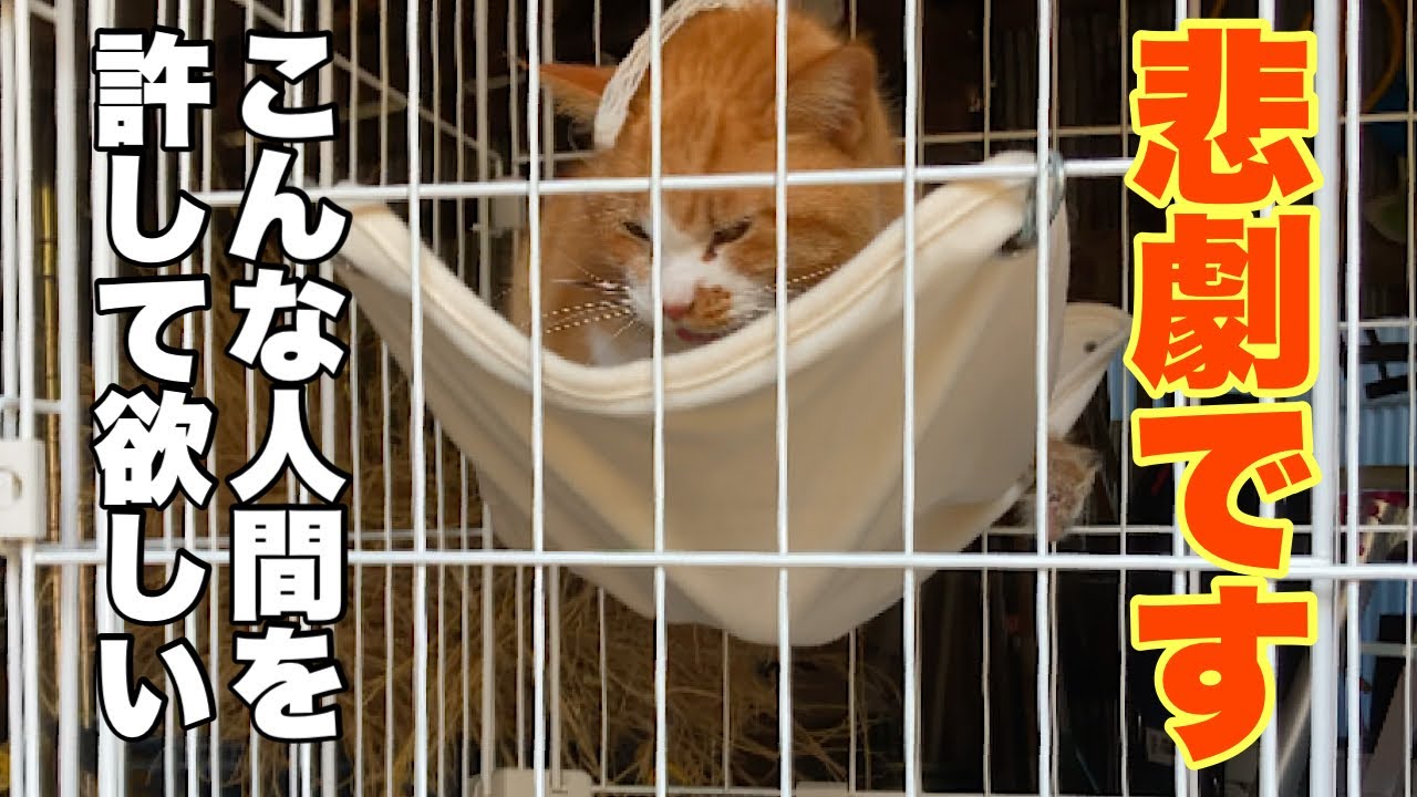 残念です！悲劇を繰り返さないために公開させて頂きます！猫を保護した