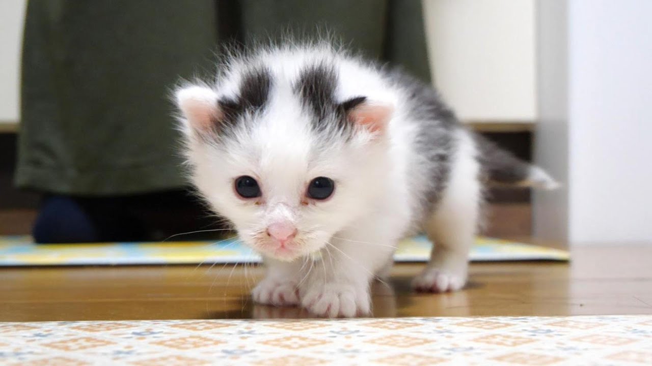 ヨチヨチ歩きの子猫が、ミルク作りをチャック後、急いでソファーに戻る【赤ちゃん猫　保護猫】