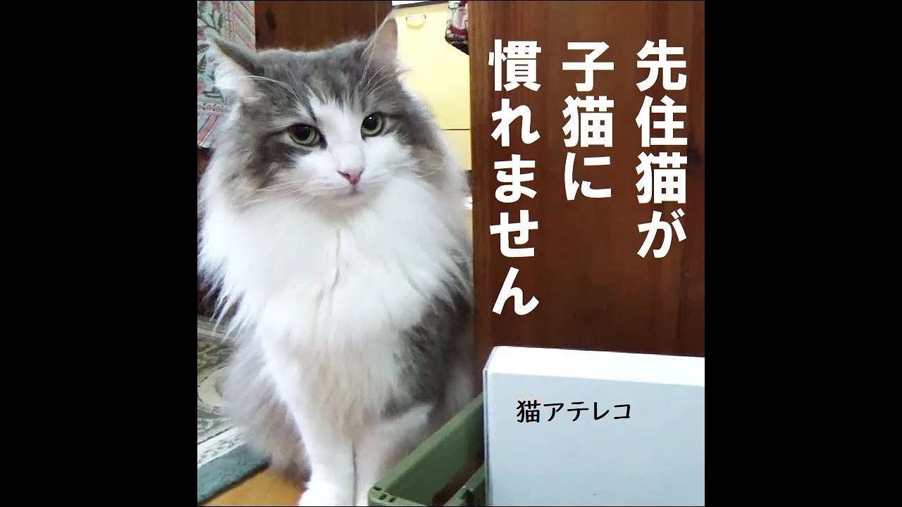 先住猫が子猫に慣れません【猫アテレコ】