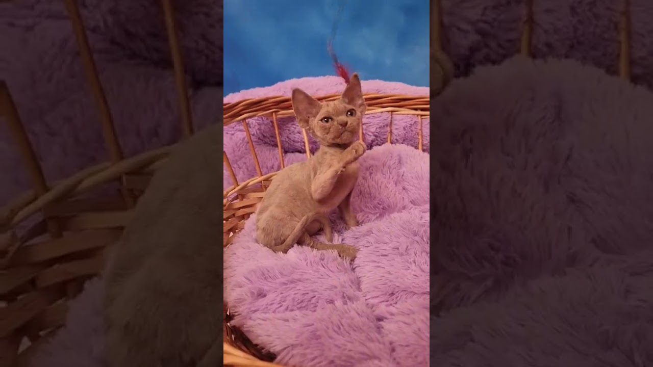 Fox — Charming Devon Rex Boy