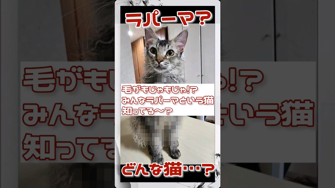 毛がもじゃもじゃな猫？ラパーマって知ってる？ #cat #猫 #ラパーマ #shorts
