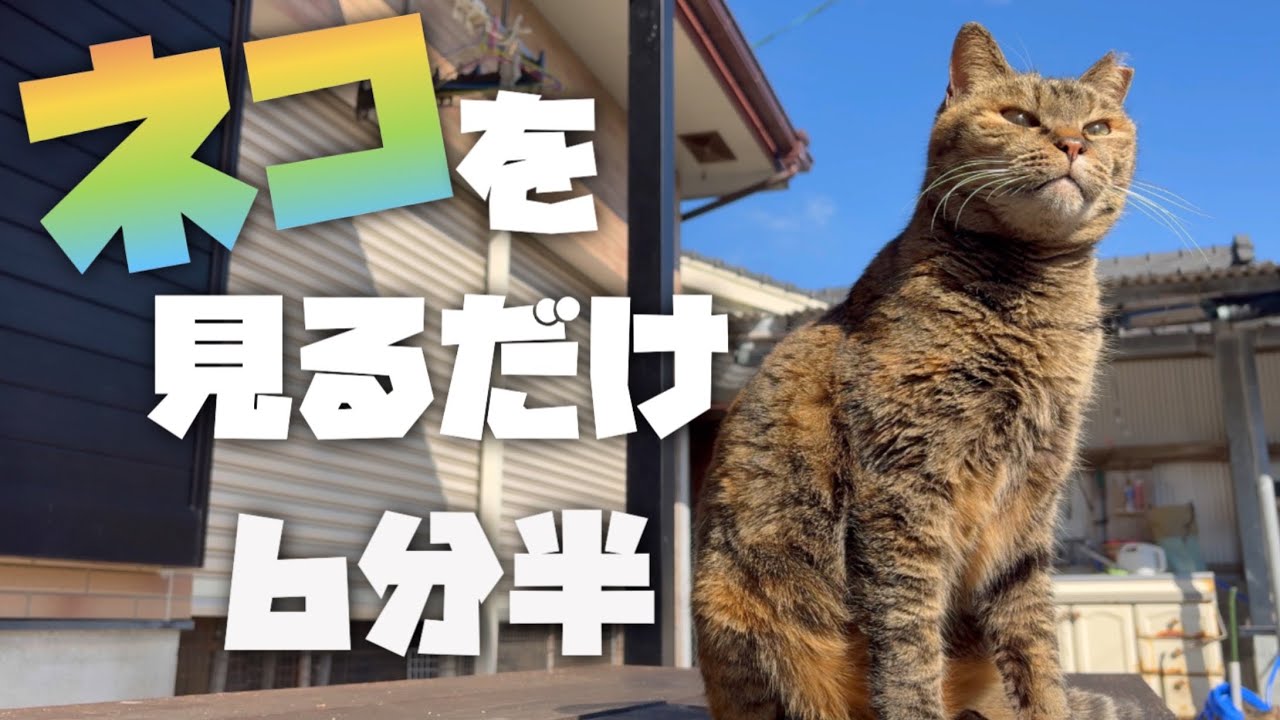 【４Ｋ】猫達の日向ぼっこを眺めるだけの６分半。【ＢＧＭ無し】