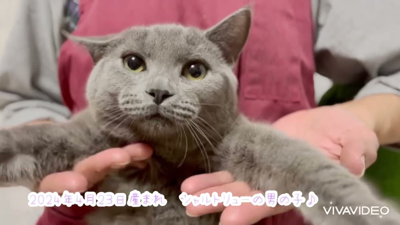 シャルトリュー 【移転セール価格】柔らかな毛並みが美しい男の子❤️