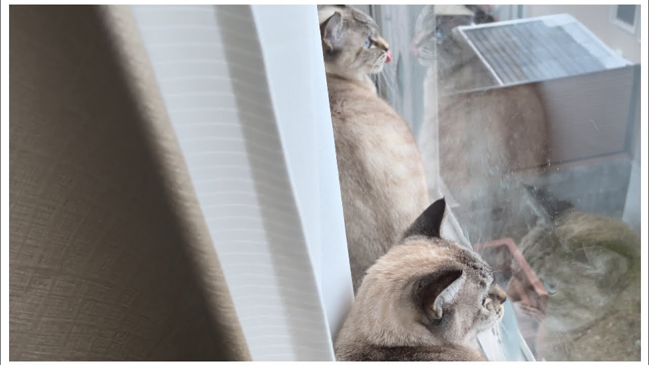 【猫】カラス🐦‍⬛を見つけて一緒にクラッキングする3姉妹/cracking all at once