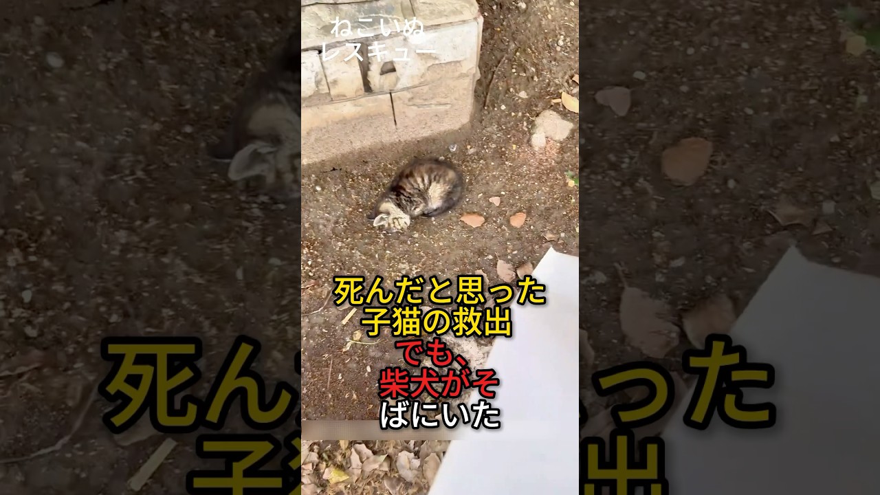 死んだと思った子猫の救出… でも、柴犬がそばにいた