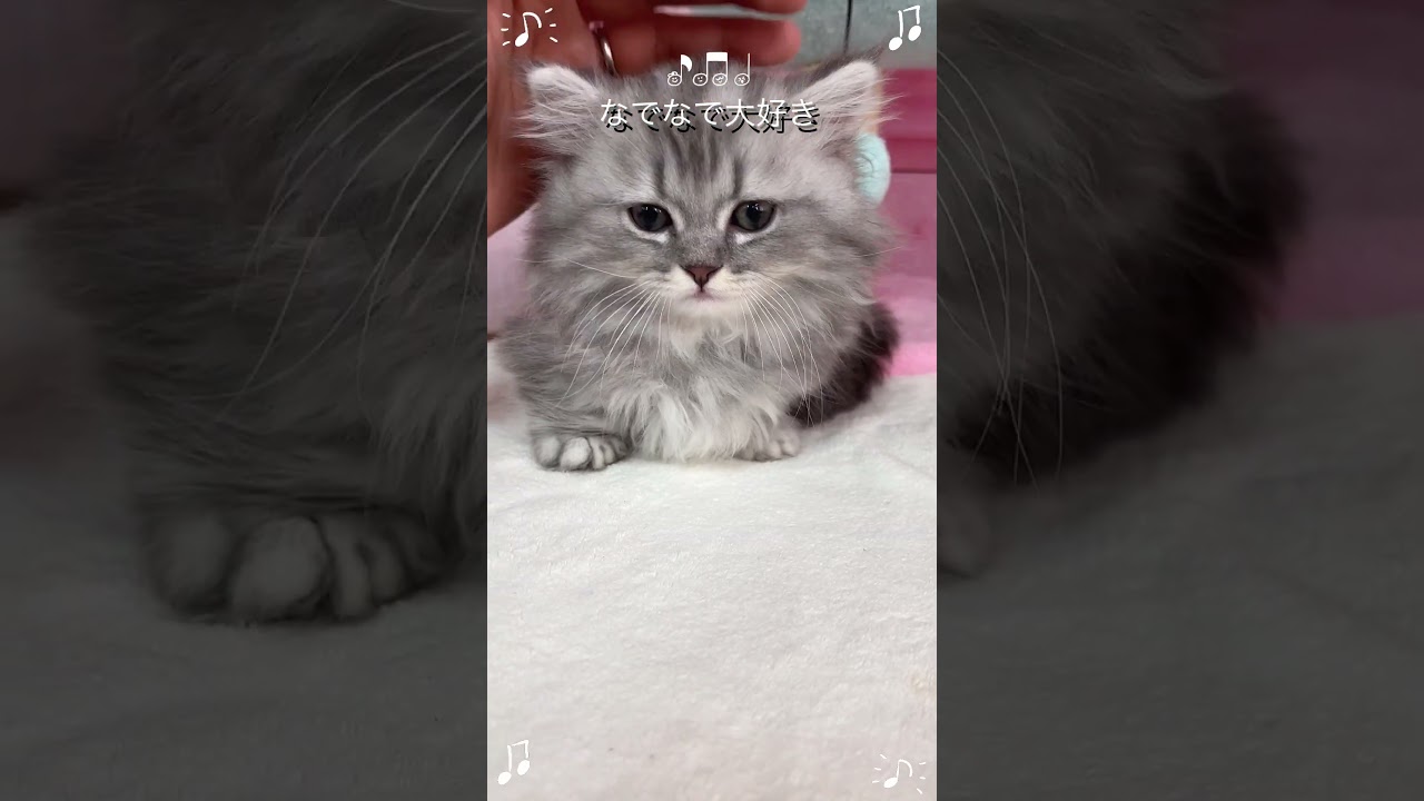 【ご家族様募集中】短足マンチカン男の子♡ #cat #かわいい子猫 #kitten #子猫 #cute #子猫ブリーダー #短足マンチカン #短足ミヌエット