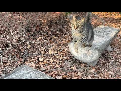 大声で呼ぶ超甘えん坊猫ニャッハーの躍動感が凄い